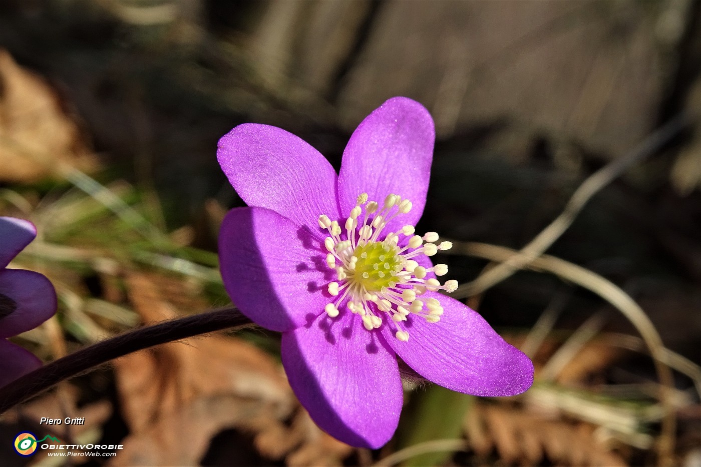 29 Hepatica noblilis rosa.JPG